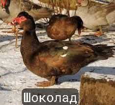 Индоутки и индоутята новых германских линий.