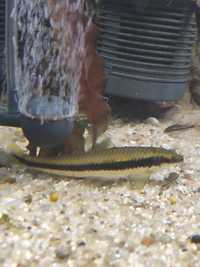 Peste de acvariu SAE Siamese Algae-Eater Adult 5-6 cm