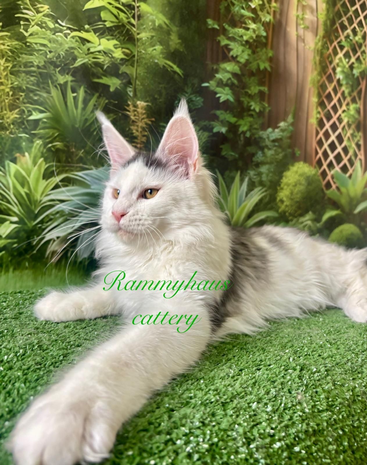 Felisa autorizata WCF,  vinde pisoi cu pedigree rasa Maine coon