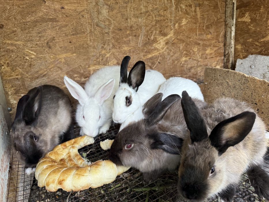 Продаются декоративные кролики