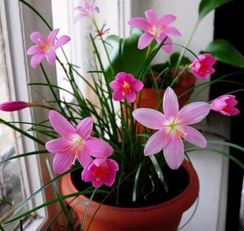 Продам зеферантес (выскочка)