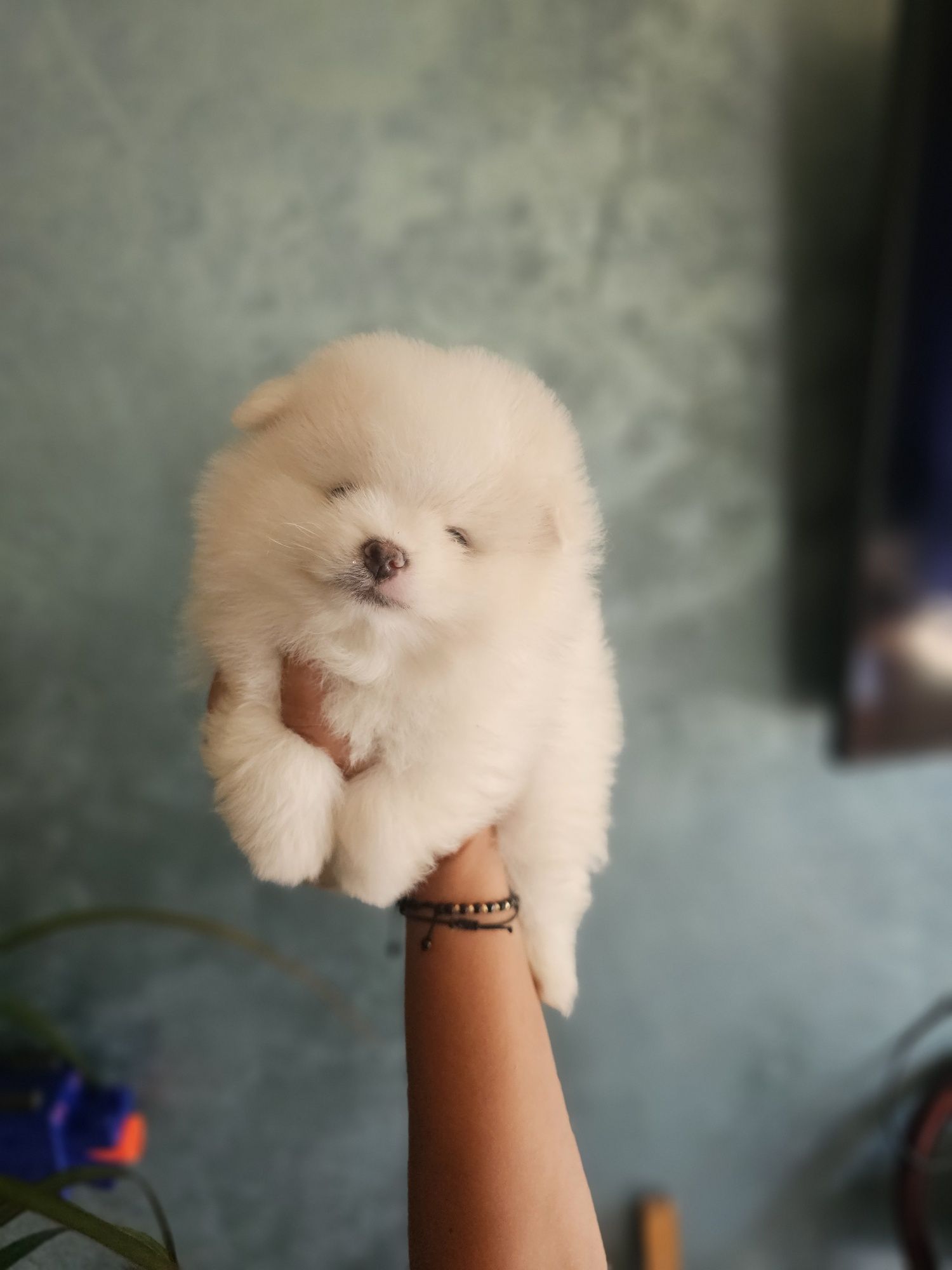 Pomeranian baiat