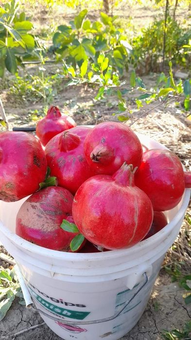 Rodie Melo Dolce la ghiveci anul 4