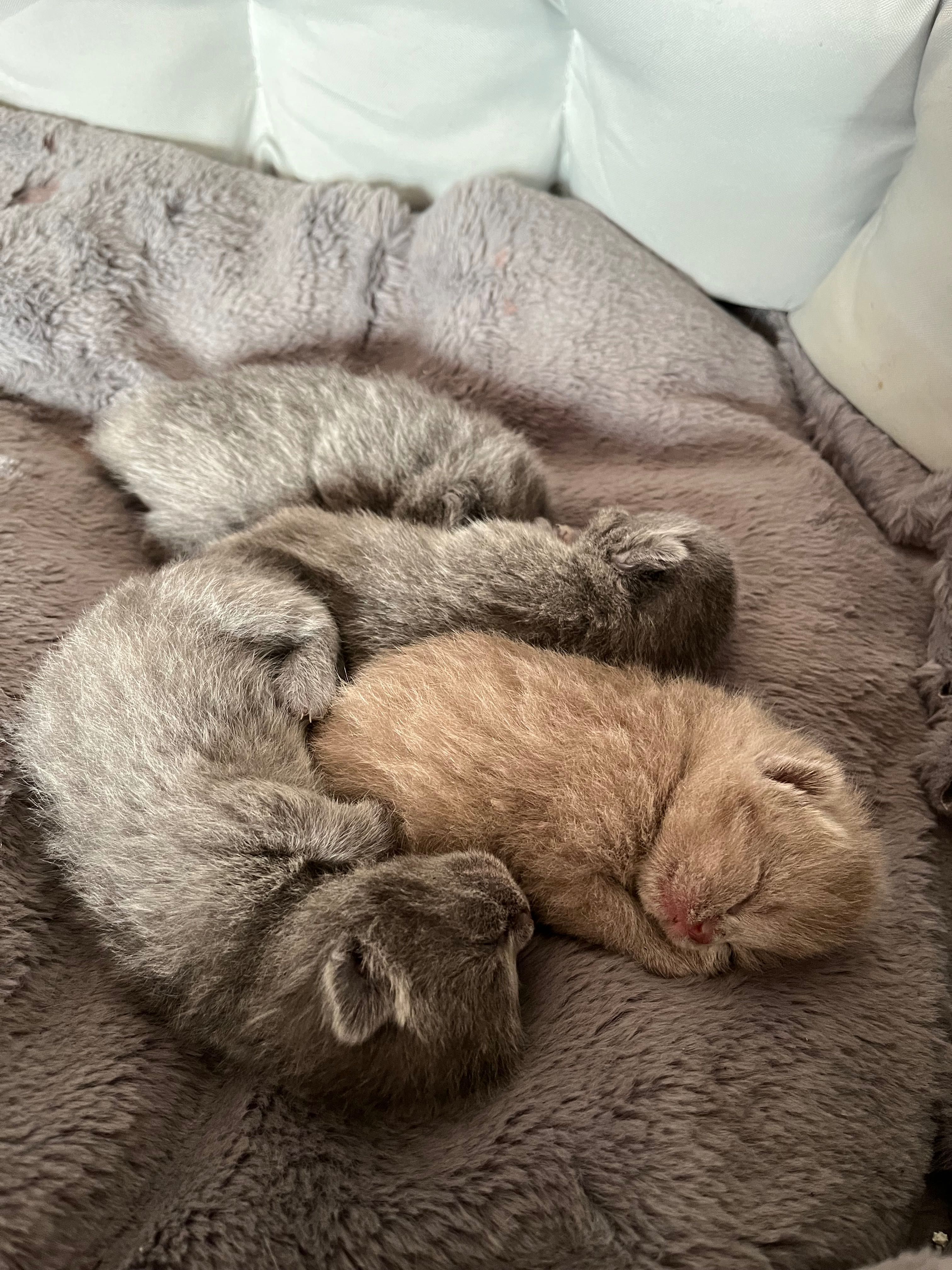 Шотландски клепоухи котета