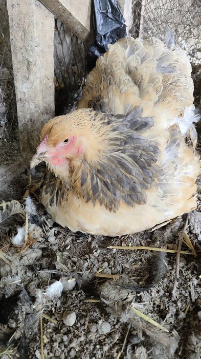 Paliviy pux galuboy toza qon tojikiston liniya