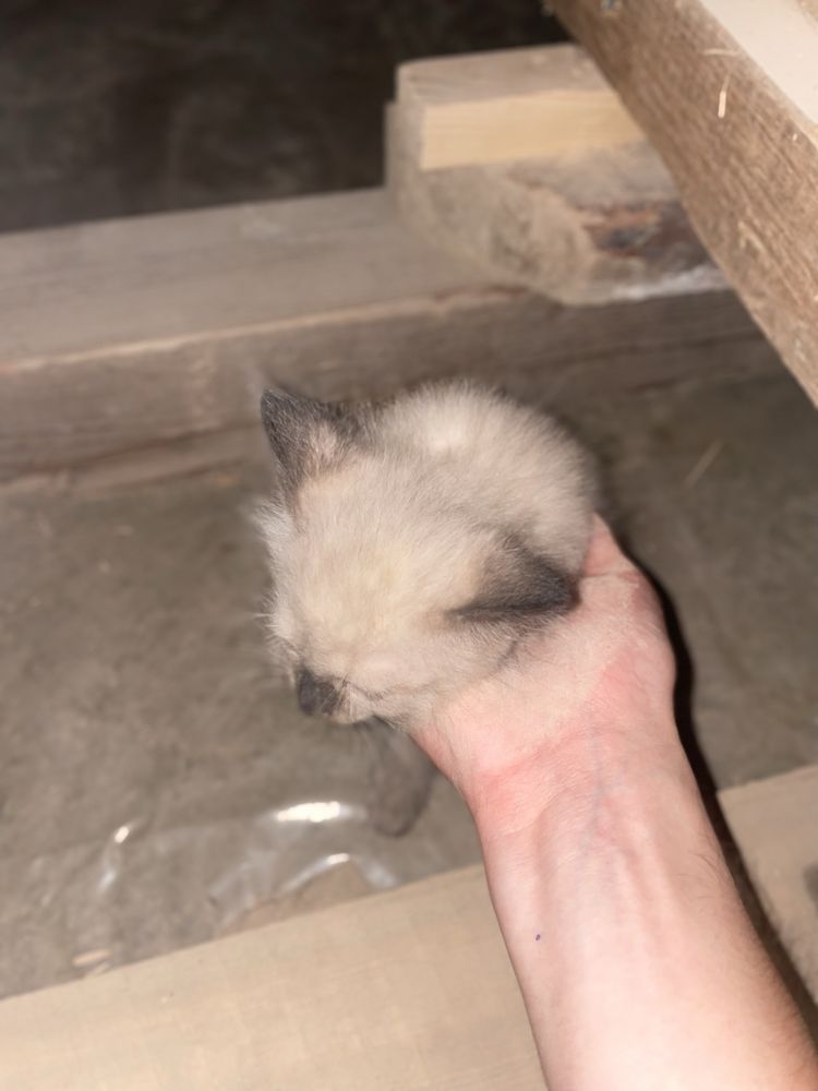 котенка продается срочно