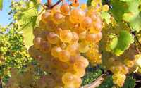 Struguri de vin producție 2023