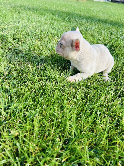 Френски Булдог 2025