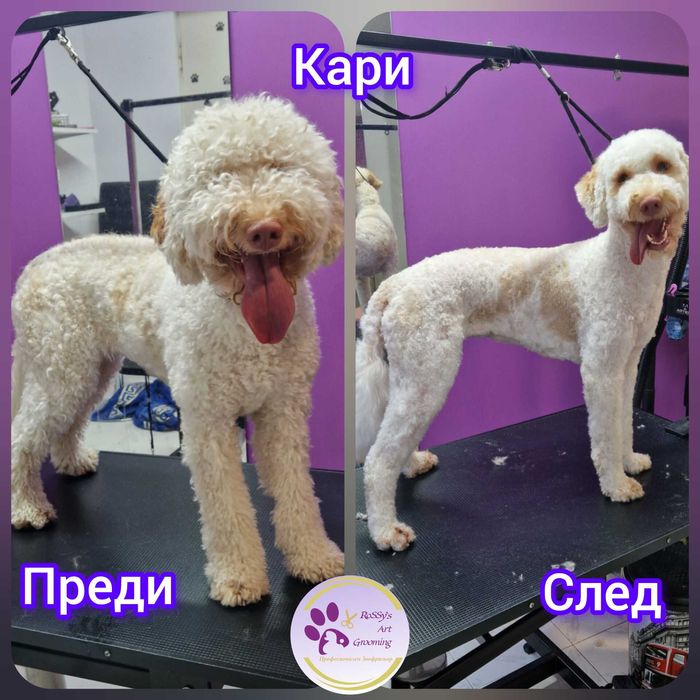 Професионално подстригване и грижа за вашия любимец в гр. Варна