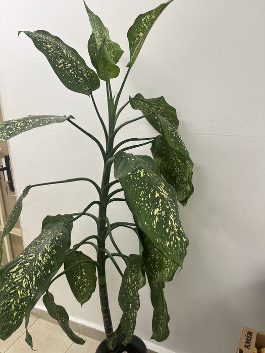 Цветя за голям хол или офис