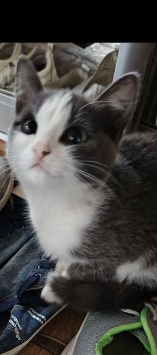 Отдам кошечку в добрые руки с доставкой.