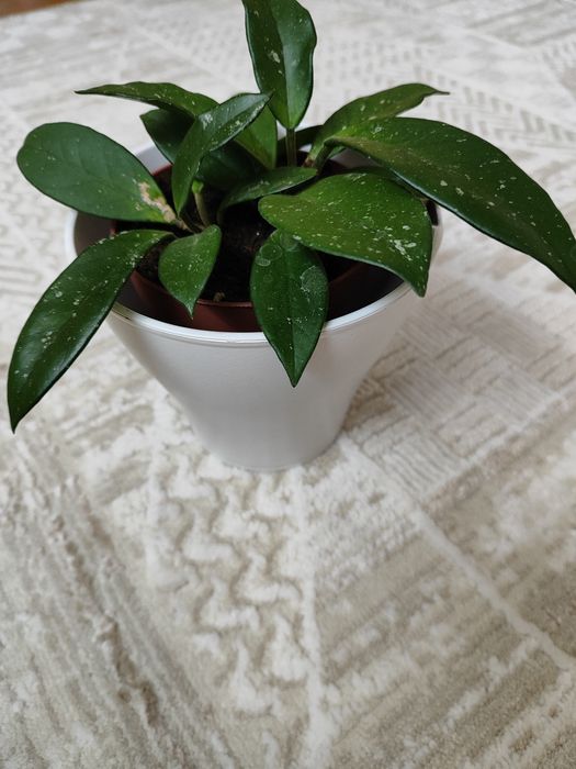 Комнатные цветы хойя, алоэ