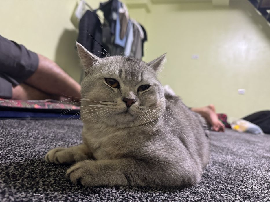 Scottish fold mushuk