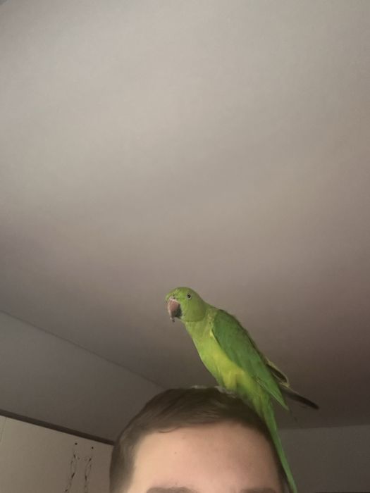 Papagal micul alexandru verde