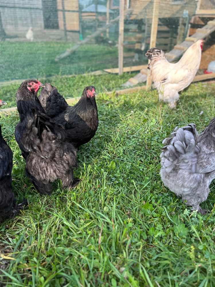 Oua Brahma incubat