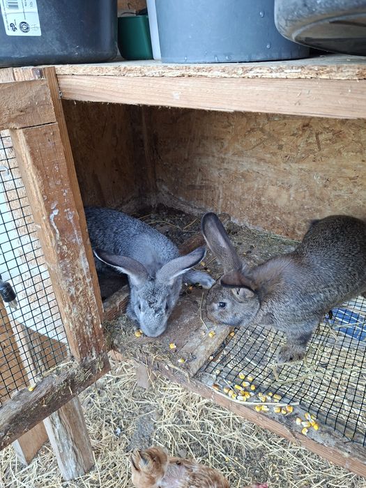 Vând iepuri toate vârstele