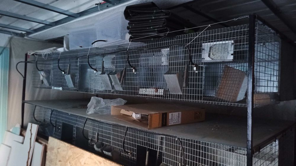 Custi Chinchilla, Iepuri