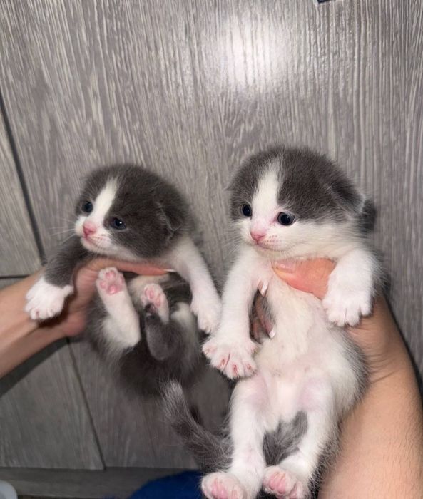Продаются очаровательные вислоухие котята!