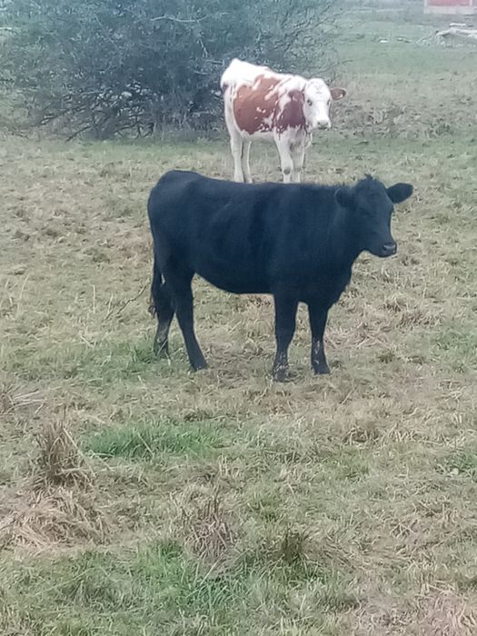 Vand vitea angus 1 an