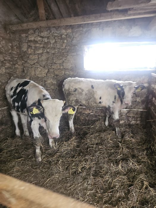 Taurași de vânzare