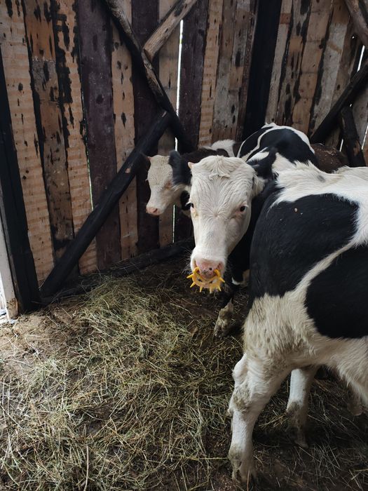 Vând viței crescuți bio
