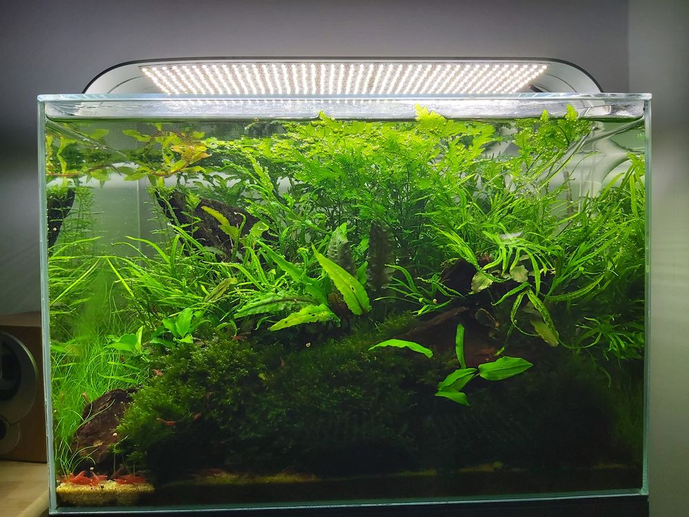Plante acvariu - Low tech, moss, raritati, no CO2, etc.