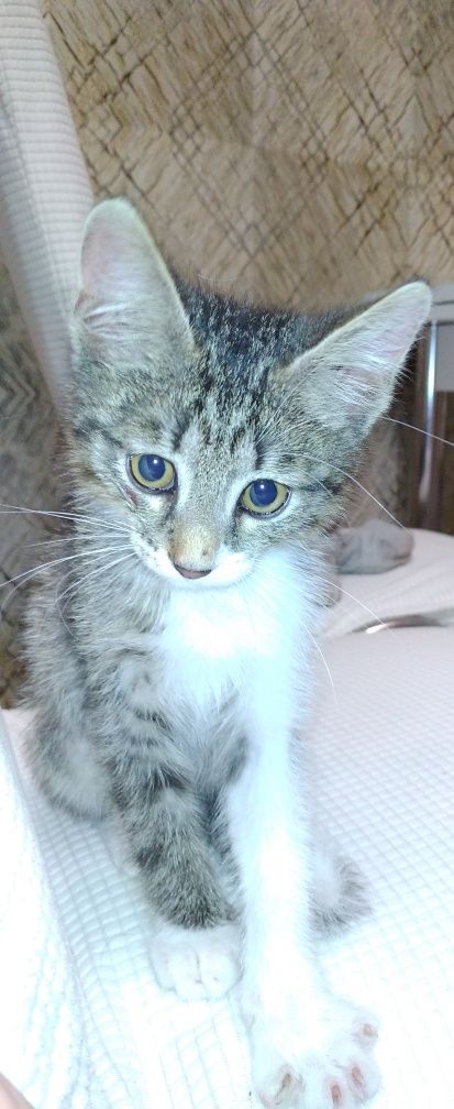 отдам котёнка в добрые и ответственные руки ฅ⁠^⁠•⁠ﻌ⁠•⁠^⁠ฅ