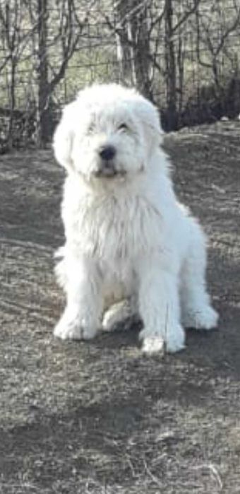 Ciobănesc mioritic 7 luni