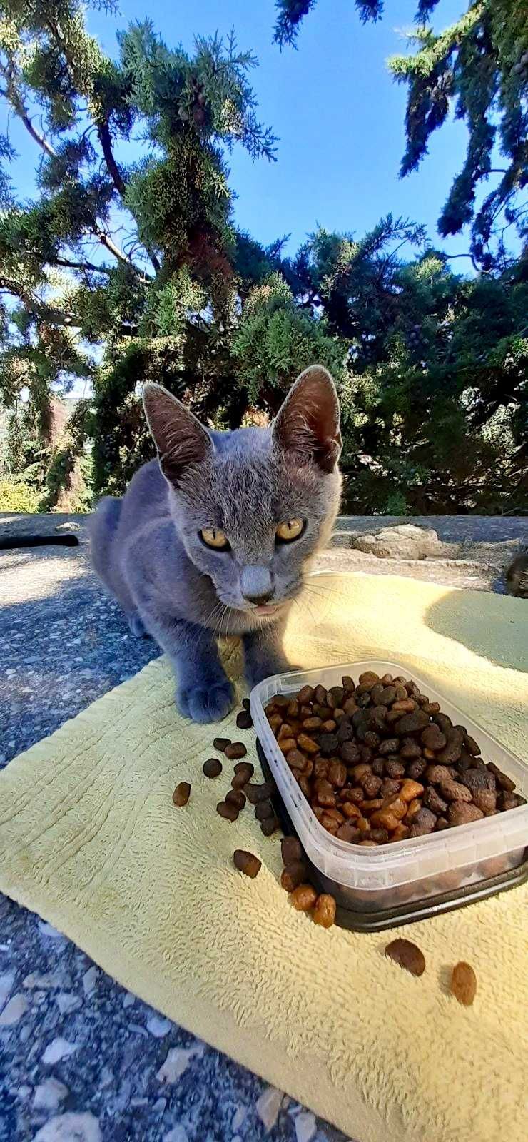 Сиво мъжко коте търси дом