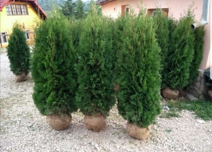 Leylandii chiparos tuia