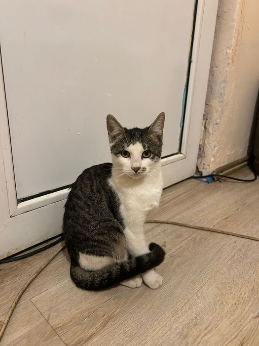 Pisicuțe spre adoptie