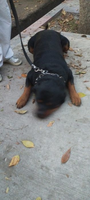 Продам собаку Ротвелера