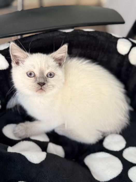 Femela, british shorthair, 3 luni carnet vaccin