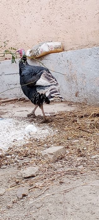 Induk sotiladi juda katta