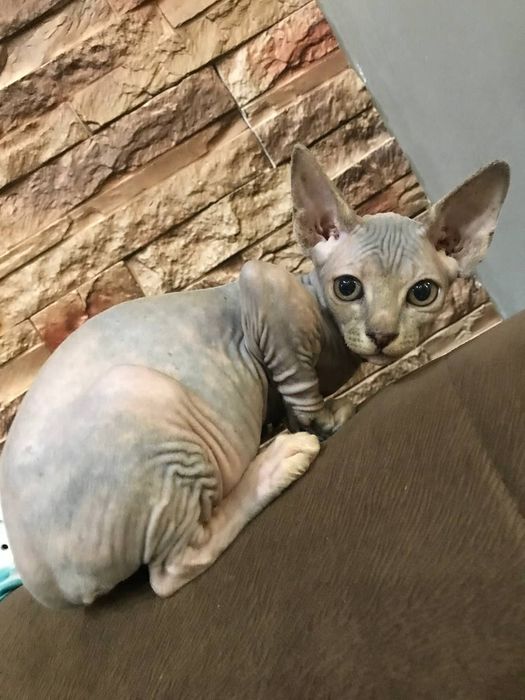 Котята породы Сфинкс. 2,5 месяца .