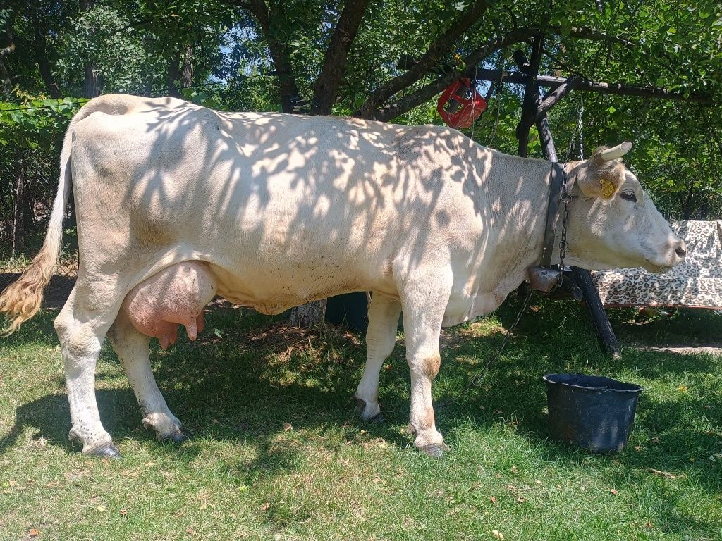 Vând o vacă de 6 ani cu 15  litri de lapte pel zi