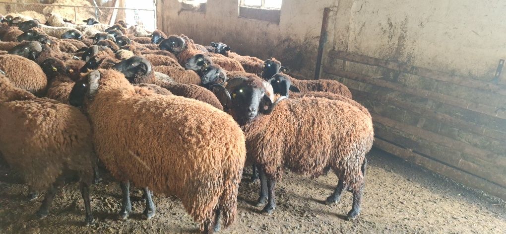 ВАРНА Продавам овце за клане