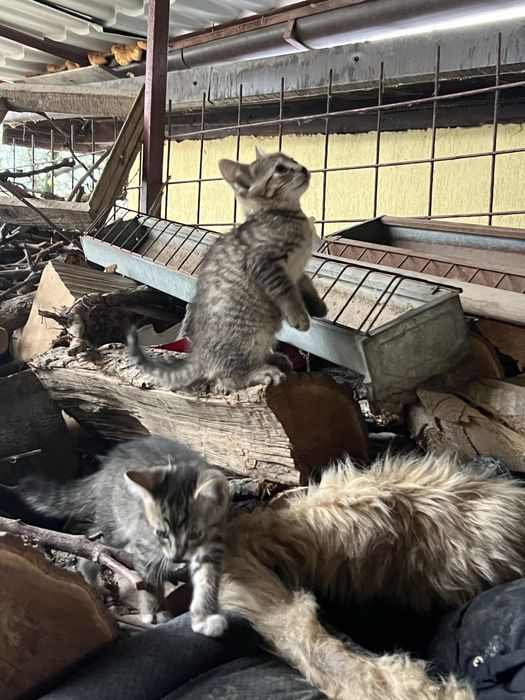 Donez pisica (2 pisicute)