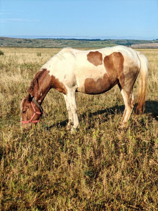 D  e   v â n z a re