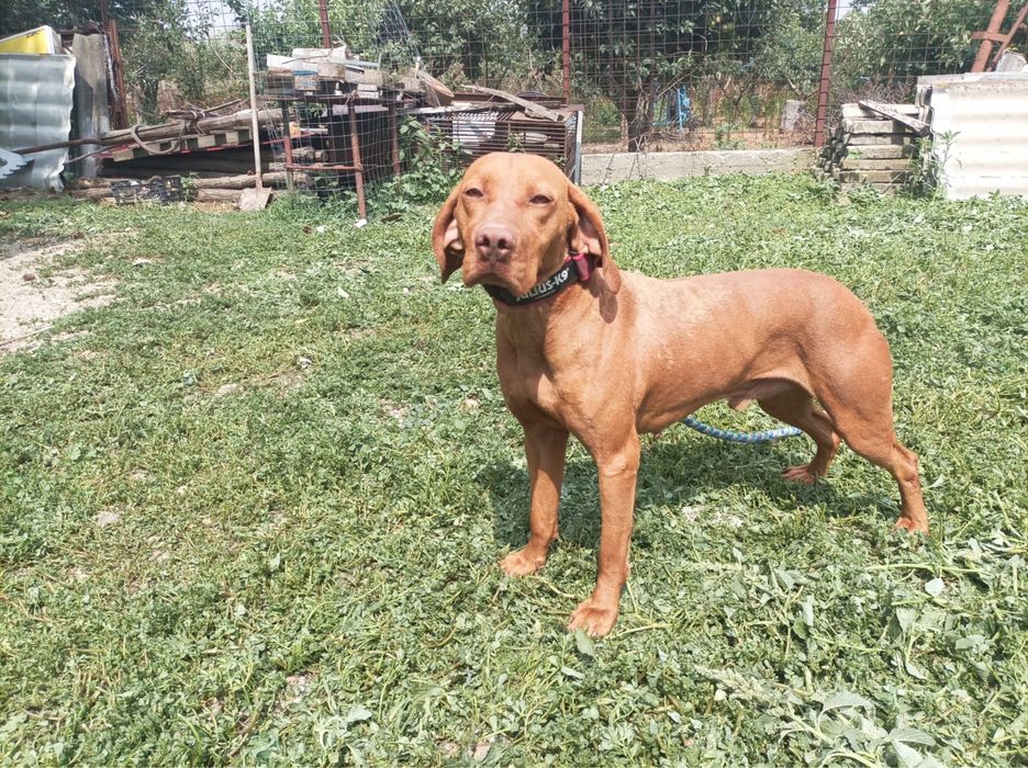 Viszla, vizsla maghiara 2 ani