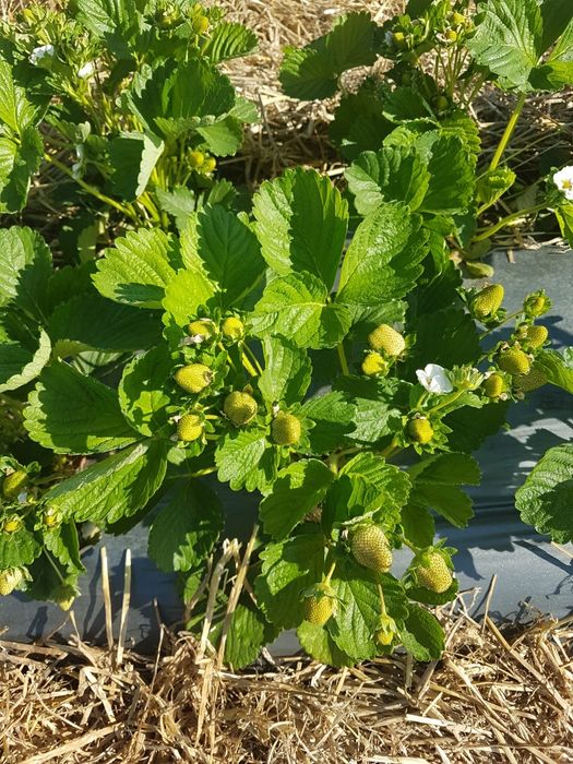 Stoloni capsuni ALBION,unifere Asia darselect