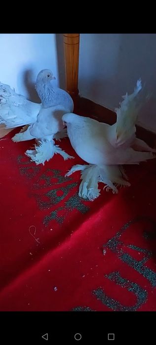 Vând/schimb o pereche de porumbei jucatori rostowi