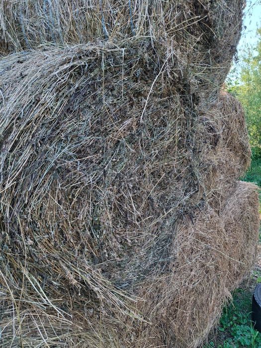 Vând baloți lucernă