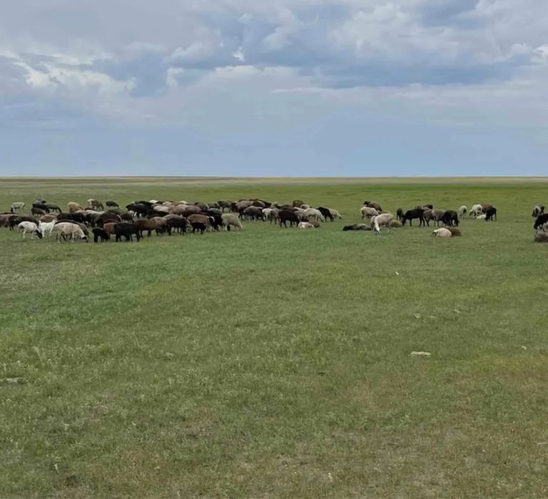 продам баранов НЕ ПИСАТЬ