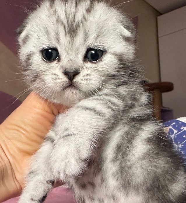 Продам шотладского вислоухого котика с документами.