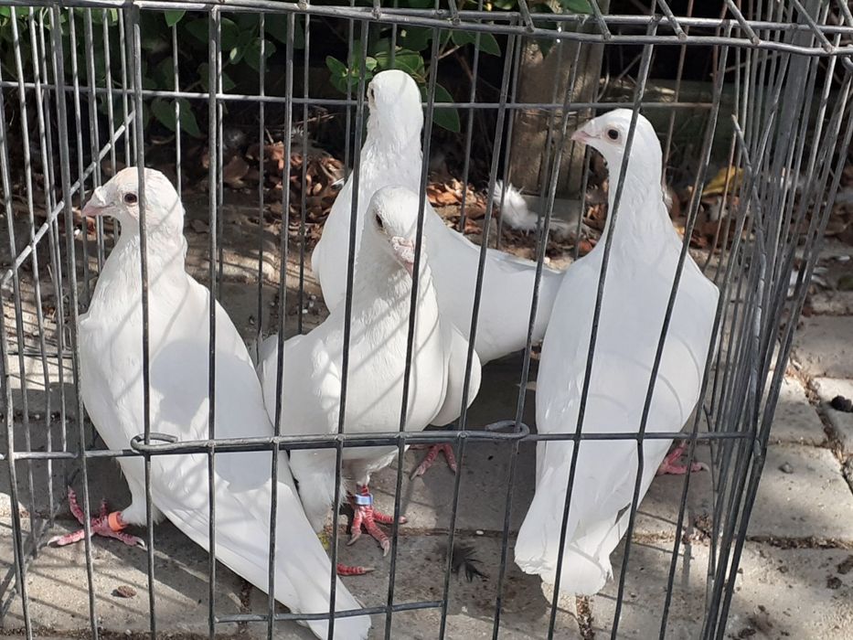 Vând lot 10 porumbei voiajori albi albaștri sau cuci.