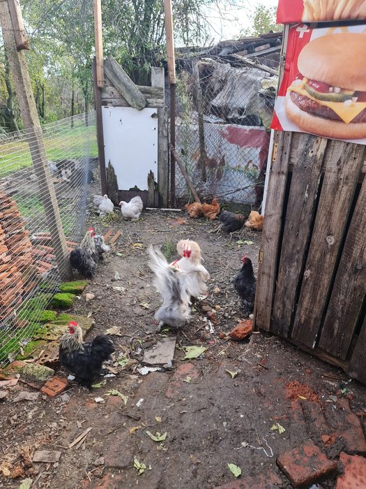 мини кохин млади петлета