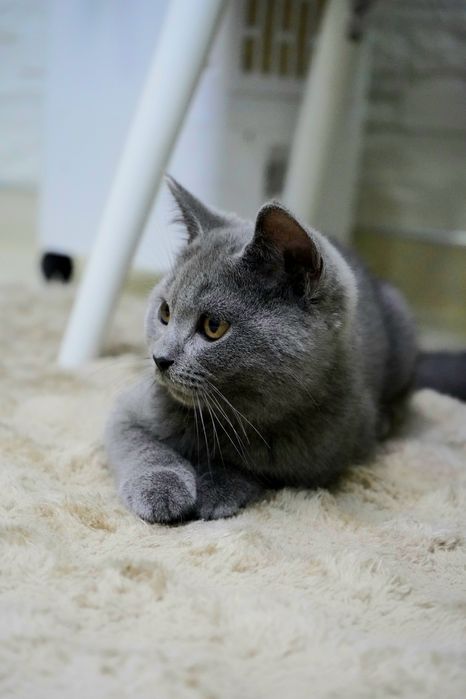 Британска котка на 4 месеца