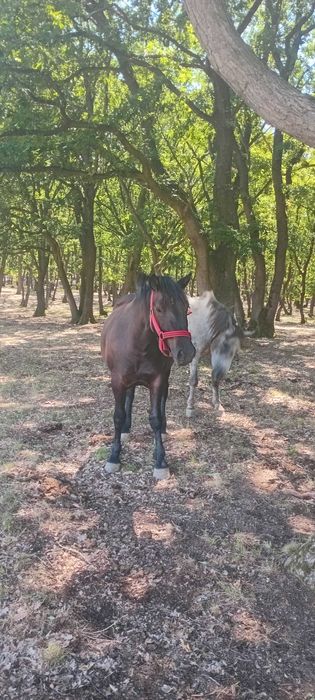 Vand manza de doi ani