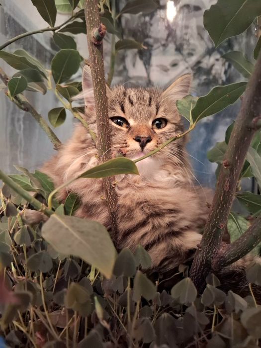 Отдаём 4-х месячного котенка